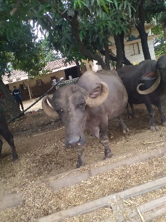 સારી જાફરાબાદી ભેંસ દેવાની છે