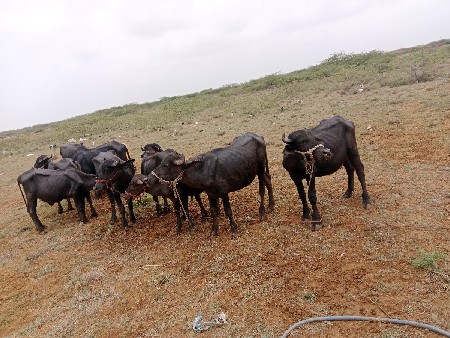 બે વર્ષ ની પાડી વેચવાની છે