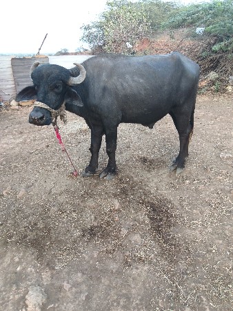 પાડો વેચવાનો છે