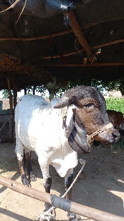 વેસવાની છે