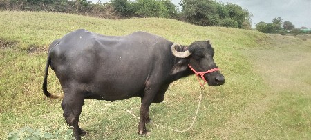 ભેંસ વેચવાની છે