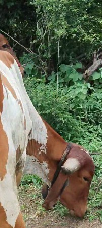 ત્રણ મહિના નું કાપડ લેવાની છે આ ગાય