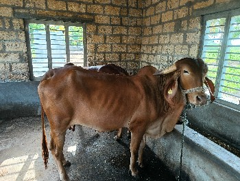 કપિલા ગીર વેચવાની છે