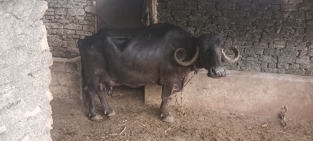 ભેશ વેસવાનિ છે