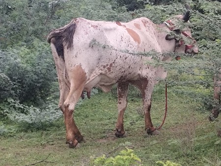 biju vetr 8divs Ni viyal