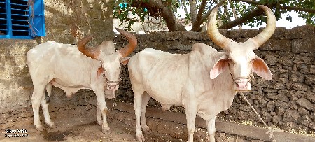 વઢીયારા વેચવાના છે.