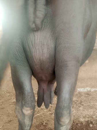 4 વેતર છે
