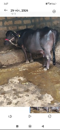 વેતર બીજુ