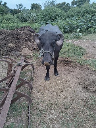 ભેસ વેચવાની છે