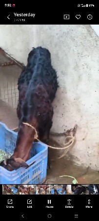 બે બકરી દેવાની છે અને એક બચેલી