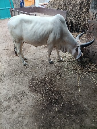 પેલા વેતર ની હોડકી
