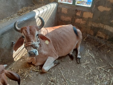 ગાય આપી દેવાની છે
