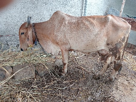 ગાય વેચવાની છે