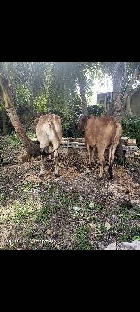 બળદ વેચવાના છે