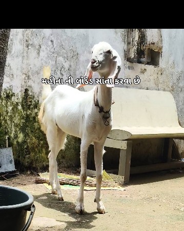 સૉજત કૌરસ બકરી 🐐 ગાભણ છે