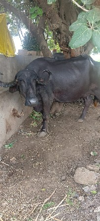 ત્રીજું વેતર ભેંસ વેચવાની છે