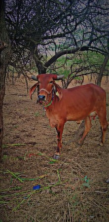 છાણીયું ખાતર
