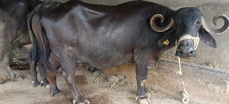bhesh vechva ni se
