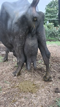3 વેટર