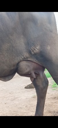 વેચવાની