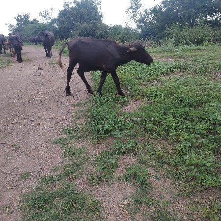 બે પાડા વેચવાના છે