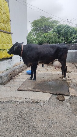 પ્યોર ગીર કોર્સ