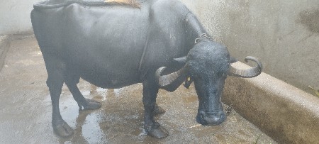 bhes vechvani che