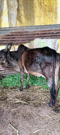 ગાય વેચવાની છે