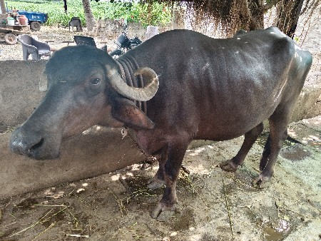 ભેંસ વેચવાની છે