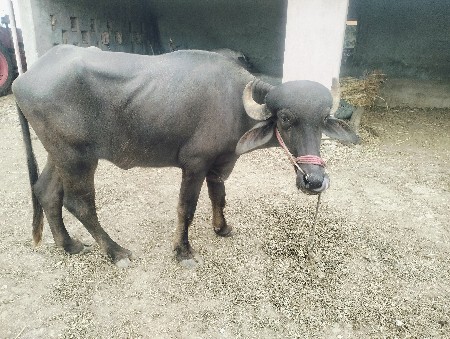 ખખડેલું વેસવાનુ છે