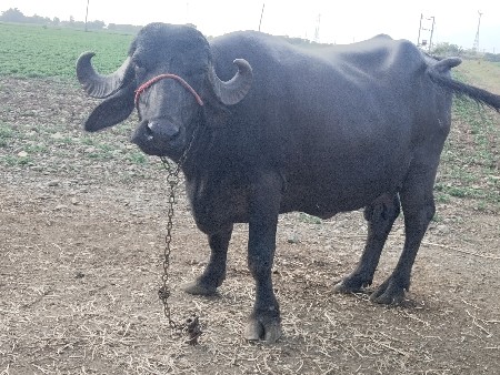 ભેંશ