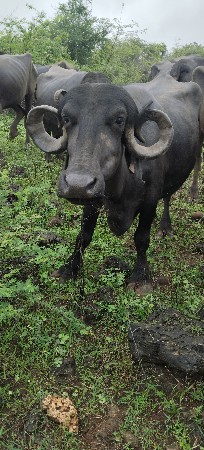 આઠ મહિના ગાભણી વેચવાની છે