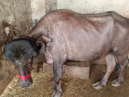 જાફરાબાદી ખરેલી