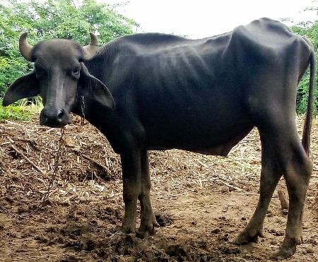 પાડો
