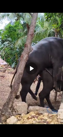 મુરા નસલ ની ખડેલી વેચવાની છે