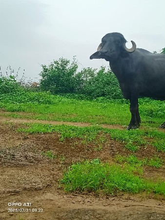 ખડેલી વેચવાની સે
