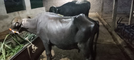 ભેંશ વેચવાની છે