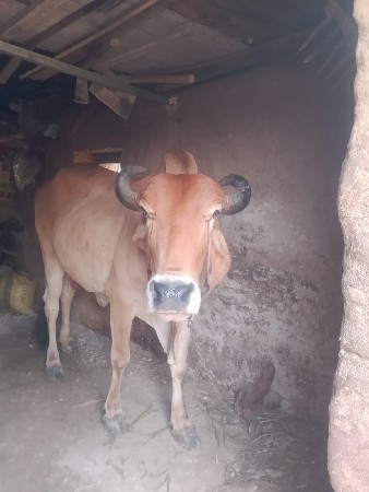 ગાયવેચવાની છે