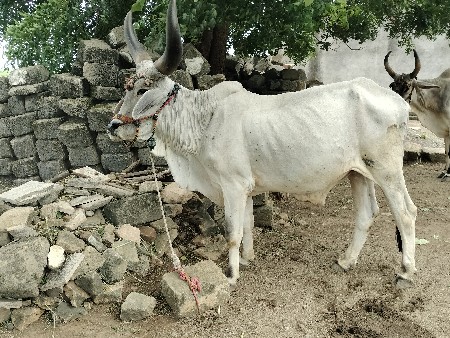 બળદ વેચવાના છે