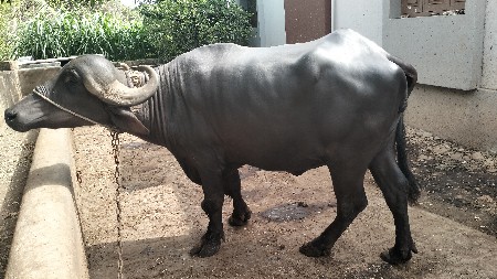 ખડેલી વેસવાની છે
