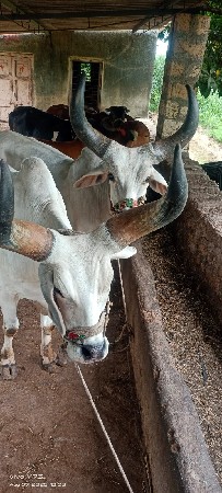 બળદ