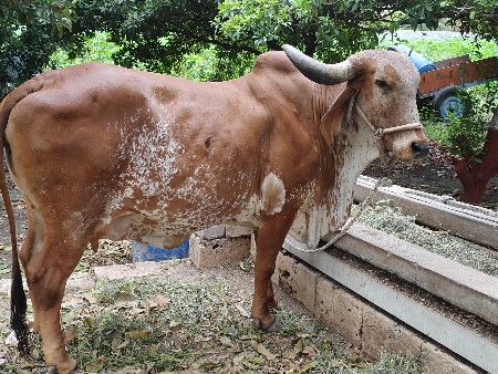 ગાય વેચવાની છે