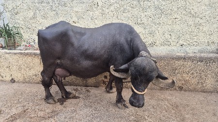 ભેંસ