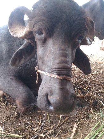 ભેંસ વેચવાની છે