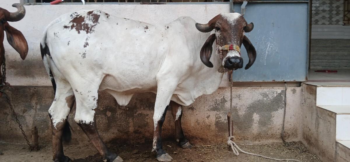 આ લીલડી ગાય વેચવાની છે