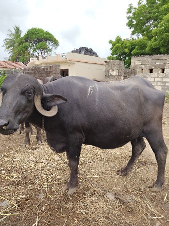 વેચવાની છે