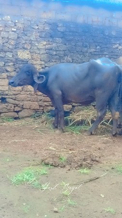 ભેંસ વેચવાની છે