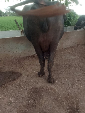 પેલું વેતર છે