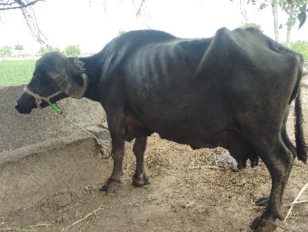 જાફરાબાદી