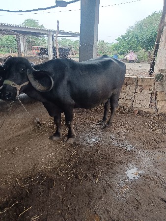 bhesh vechvani che
